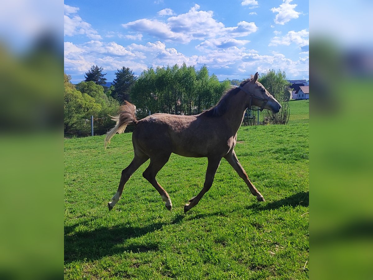 Oldenburger Springpaard Merrie 2 Jaar 169 cm Schimmel in Weitra Oldenburger Springpaard Merrie 2 Jaar 169 cm Schimmel in Weitra