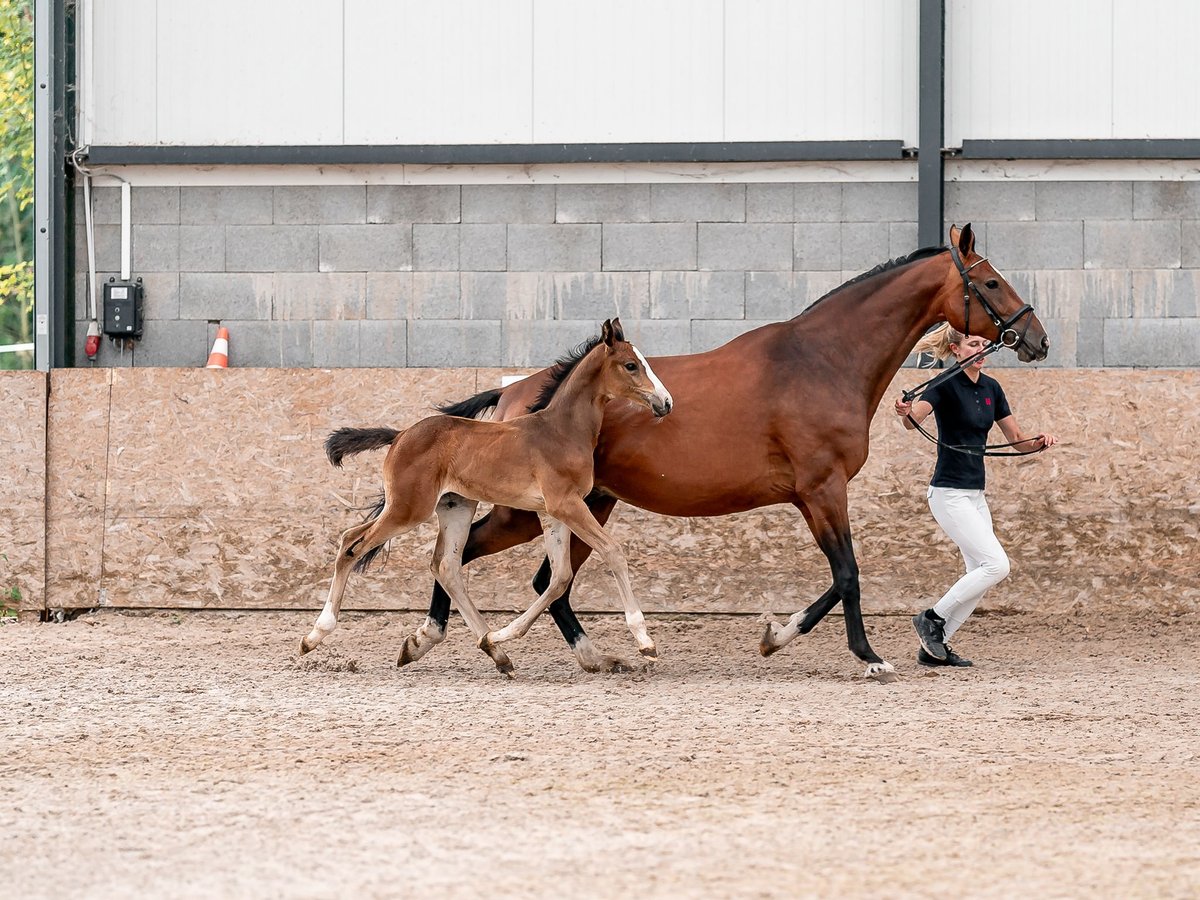 Oldenburger Springpaard Merrie 2 Jaar 169 cm in Zduchovice