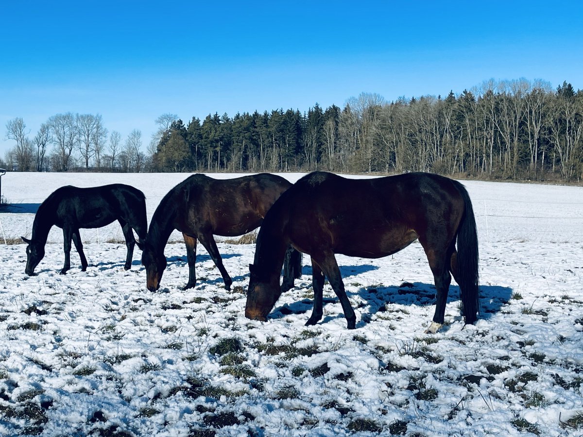 Oldenburger Springpaard Merrie 2 Jaar 170 cm kan schimmel zijn in MünsingenMünsingen