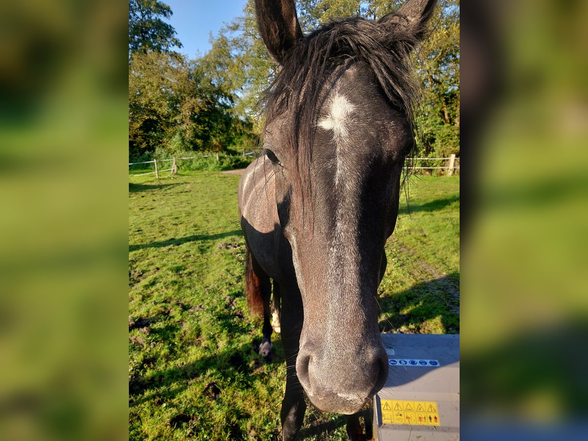 Oldenburger Springpaard Merrie 2 Jaar 170 cm Schimmel in Bad Zwischenahn