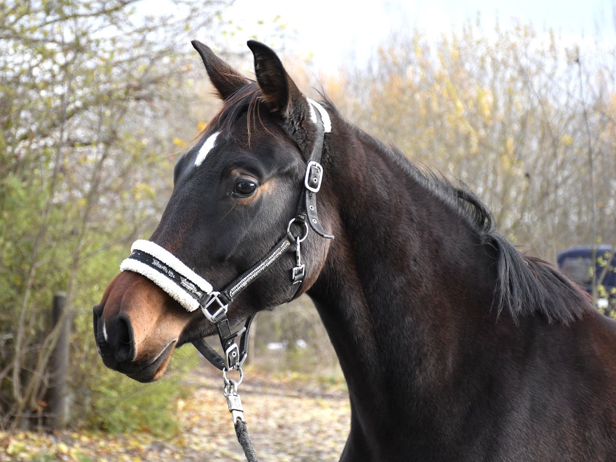 Oldenburger Springpaard Merrie 2 Jaar 170 cm Zwartbruin in Gotha