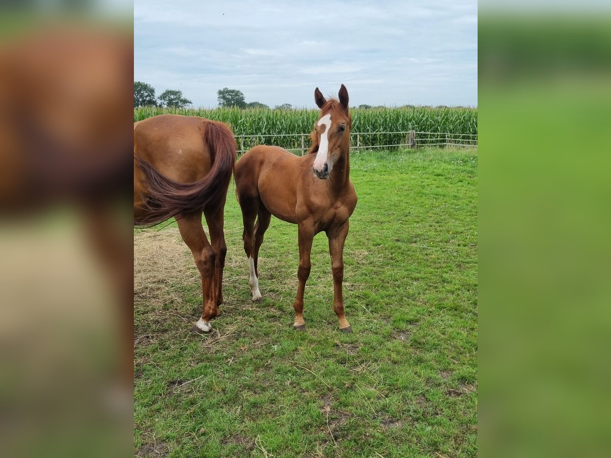 Oldenburger Springpaard Merrie 2 Jaar Vos in Bösel