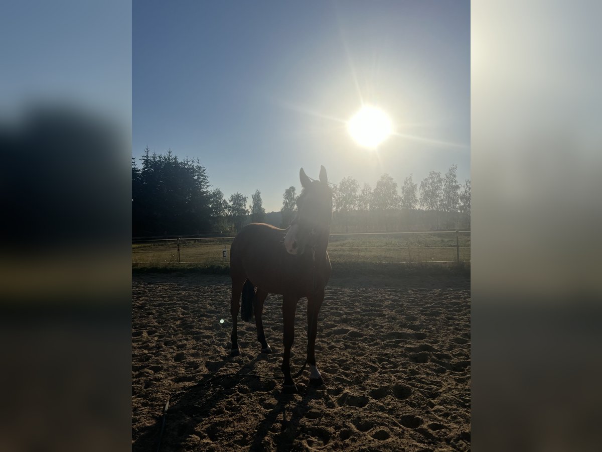 Oldenburger Springpaard Merrie 3 Jaar 165 cm Bruin in Demminemmin