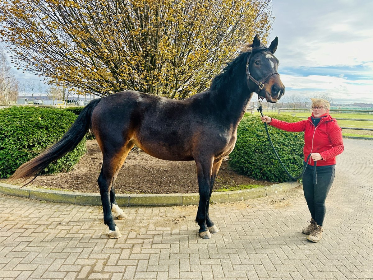 Oldenburger Springpaard Merrie 3 Jaar 166 cm Bruin in Zülpich