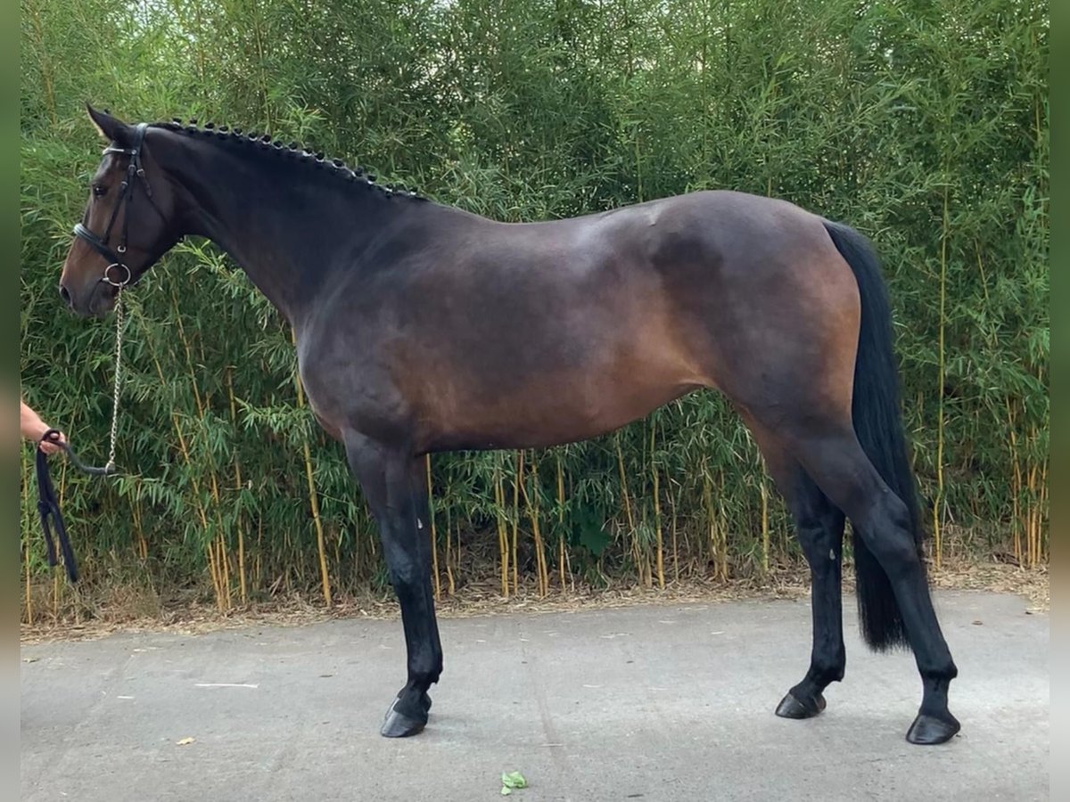 Oldenburger Springpaard Merrie 3 Jaar 167 cm Zwartbruin in Rietz Neuendorf