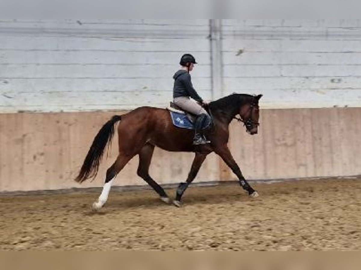 Oldenburger Springpaard Merrie 3 Jaar 170 cm Bruin in Schimberg