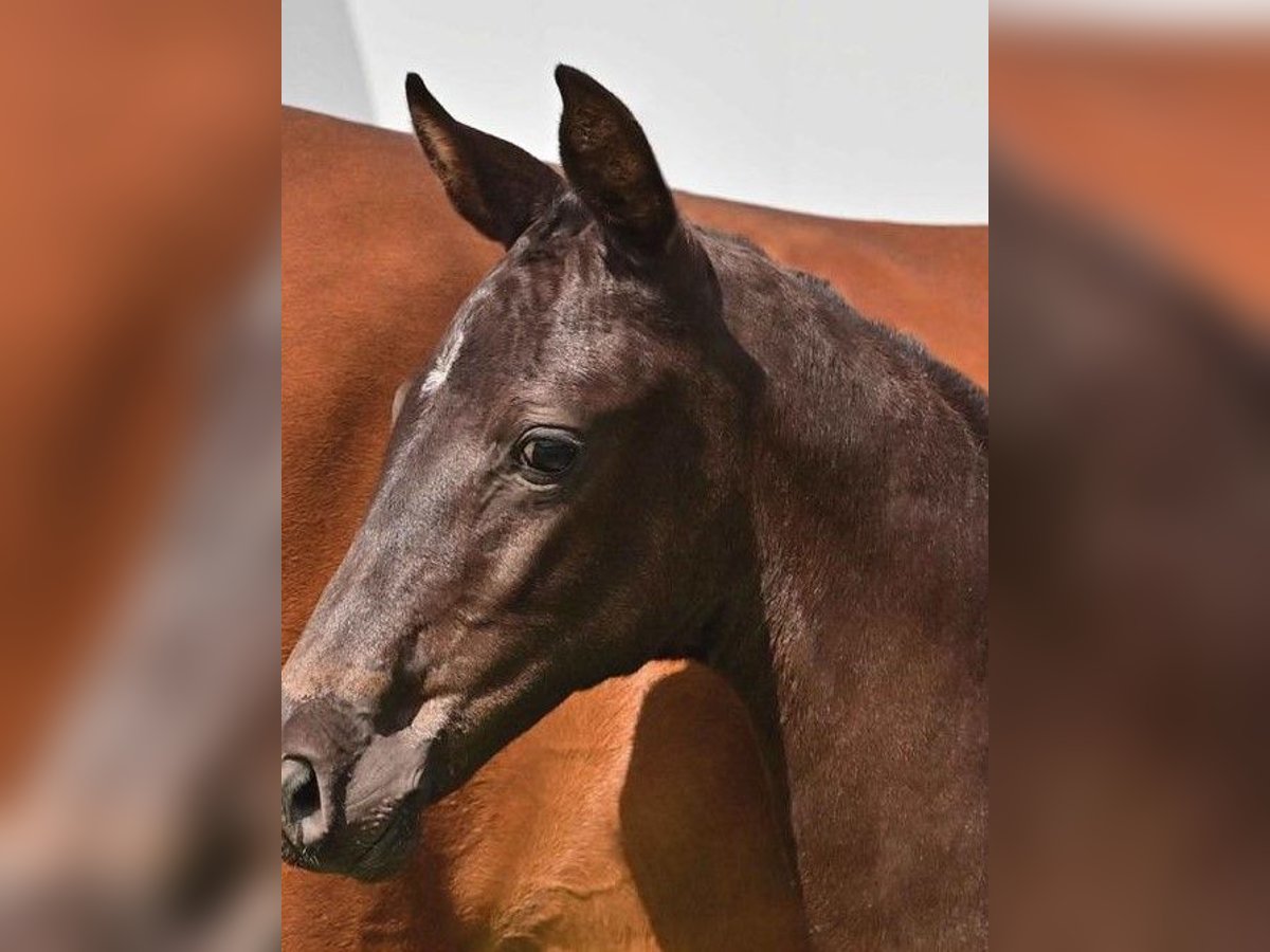 Oldenburger Springpaard Merrie 3 Jaar in Wetschen