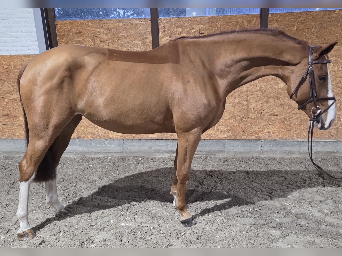 Oldenburger Springpaard Merrie 4 Jaar 164 cm Vos in Wettrup Oldenburger Springpaard Merrie 4 Jaar 164 cm Vos in Wettrup