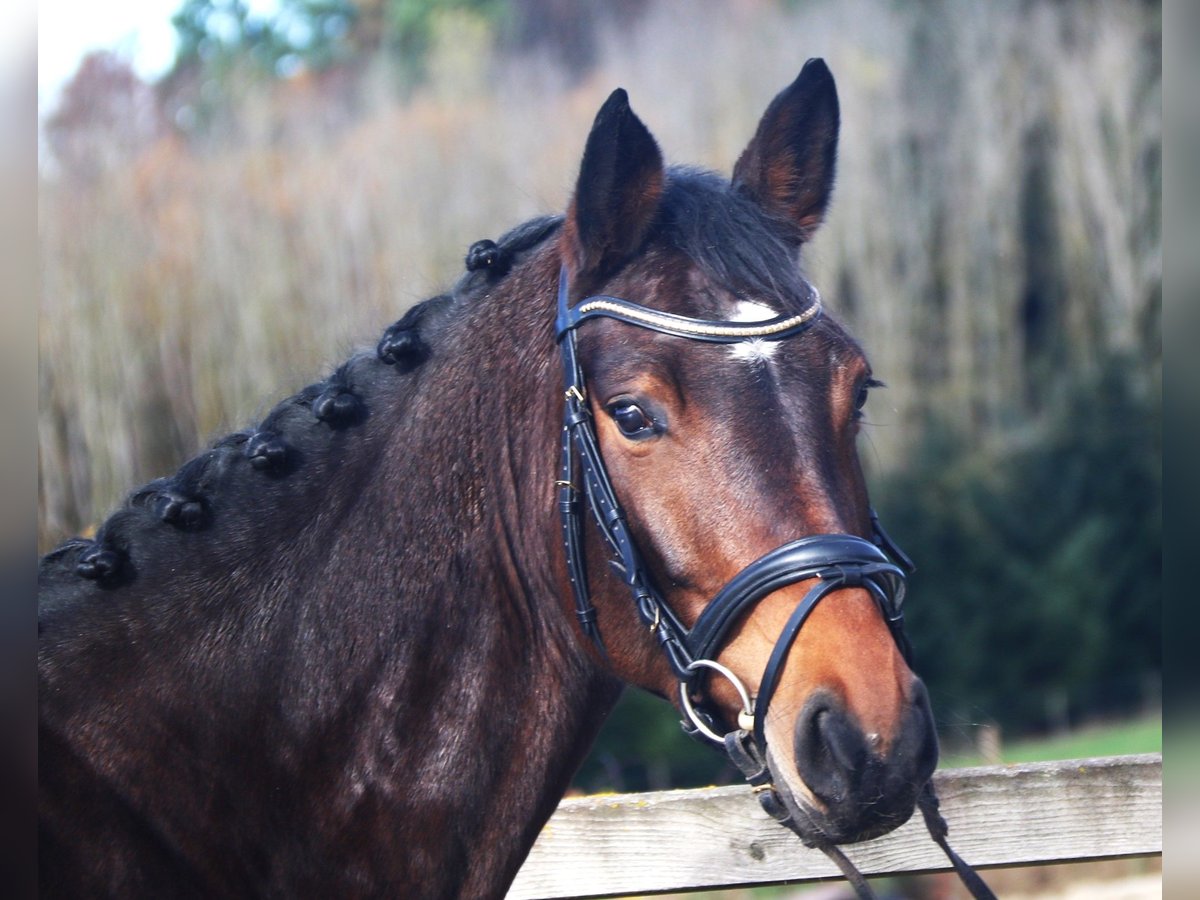 Oldenburger Springpaard Merrie 4 Jaar 165 cm Donkerbruin in Bad Dürrheim