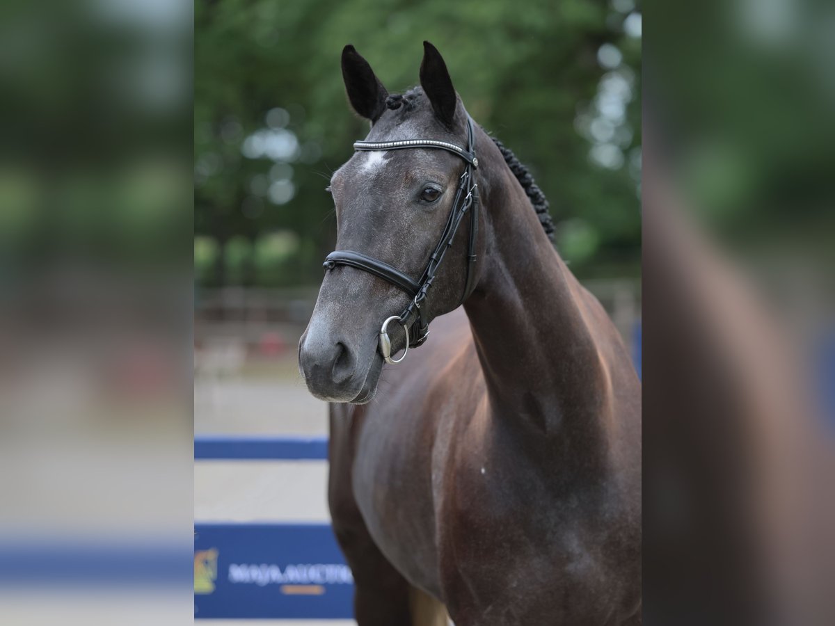 Oldenburger Springpaard Merrie 4 Jaar 167 cm Zwartschimmel in Diepholz