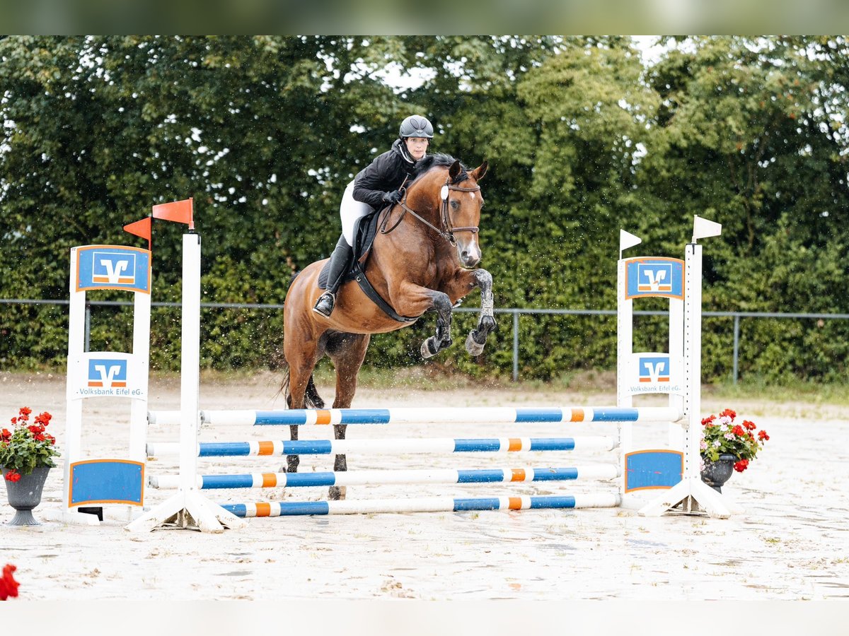 Oldenburger Springpaard Merrie 4 Jaar 168 cm Bruin in Sehlem