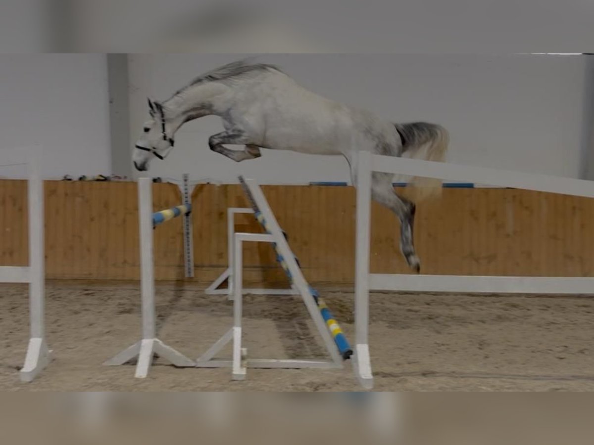 Oldenburger Springpaard Merrie 4 Jaar 168 cm Schimmel in G&#x141;UBCZYN