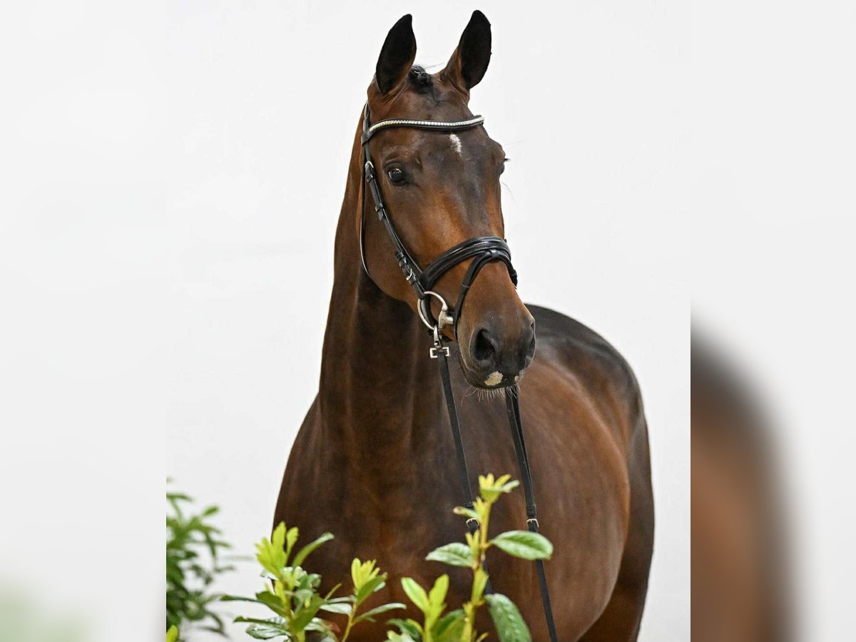 Oldenburger Springpaard Merrie 4 Jaar 170 cm Bruin in KRAJENKA