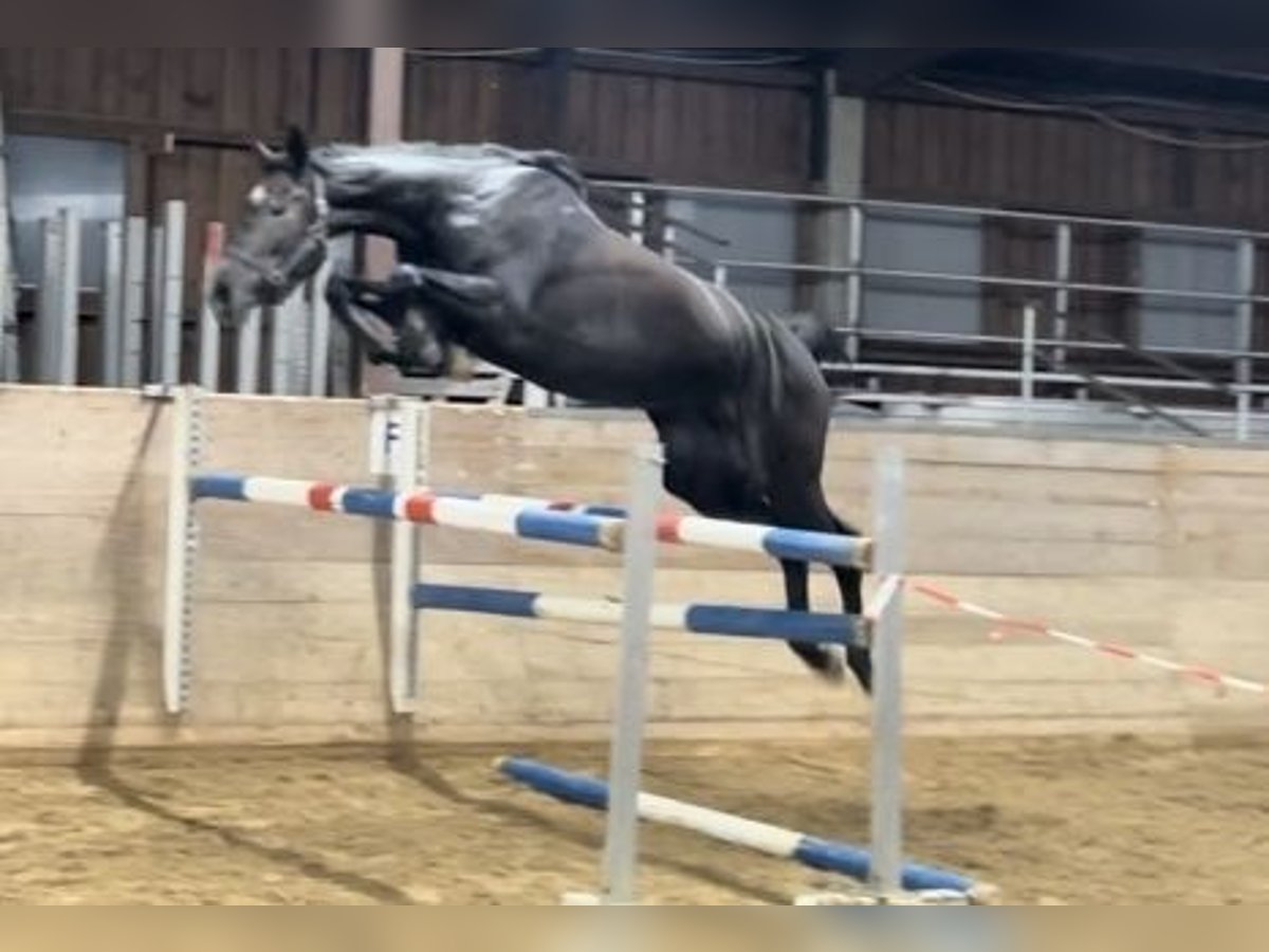 Oldenburger Springpaard Merrie 4 Jaar 172 cm Zwartschimmel in Hünfeld