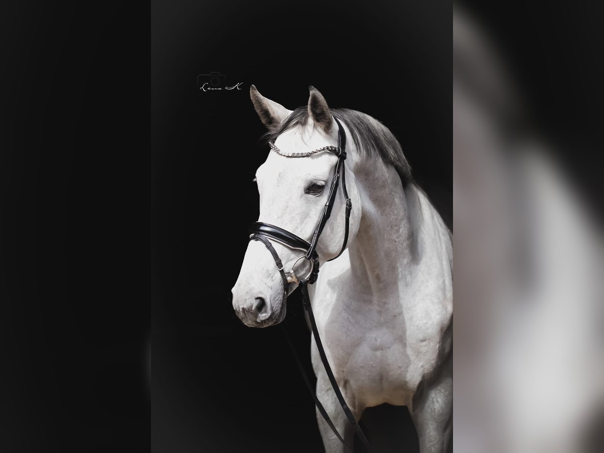 Oldenburger Springpaard Merrie 4 Jaar 176 cm Schimmel in Barver
