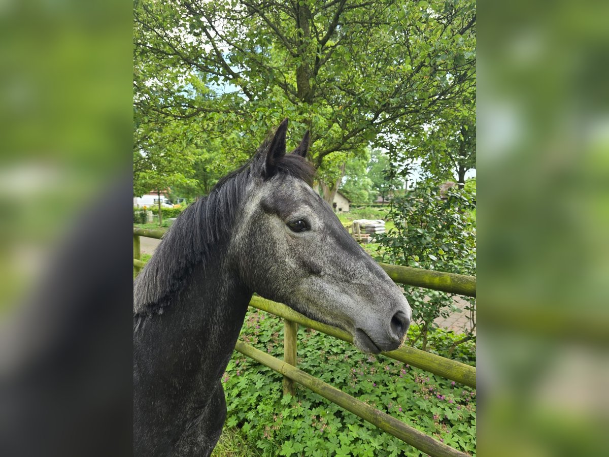 Oldenburger Springpaard Merrie 5 Jaar 160 cm Zwartschimmel in Löningen