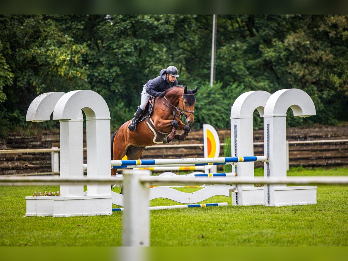 Oldenburger Springpaard Merrie 5 Jaar 163 cm Bruin in HildesheimHildesheim