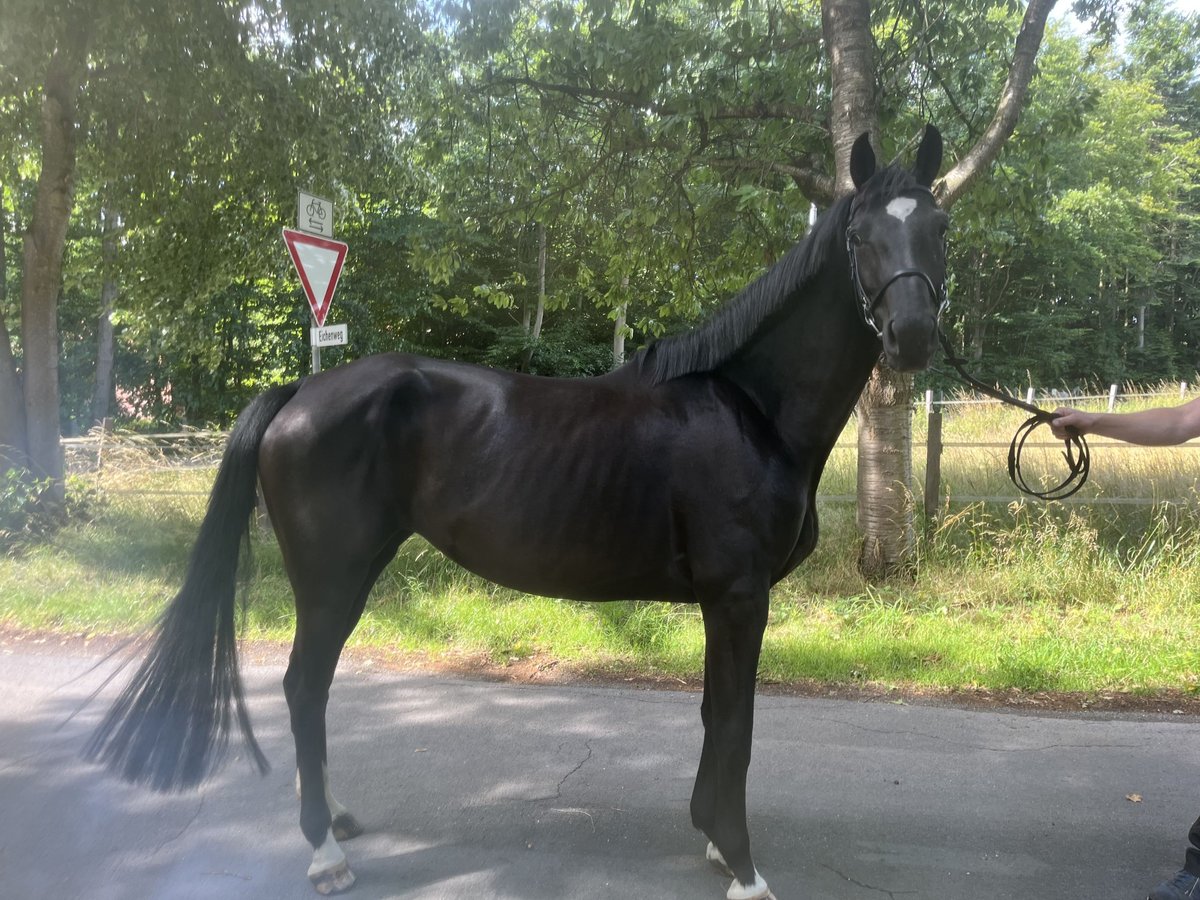 Oldenburger Springpaard Merrie 5 Jaar 163 cm Zwart in Lähden Oldenburger Springpaard Merrie 5 Jaar 163 cm Zwart in Lähden