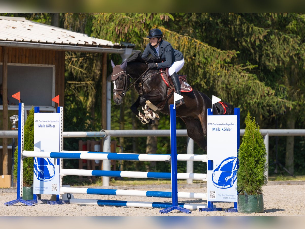 Oldenburger Springpaard Merrie 5 Jaar 163 cm Zwartbruin in Hüttenrode