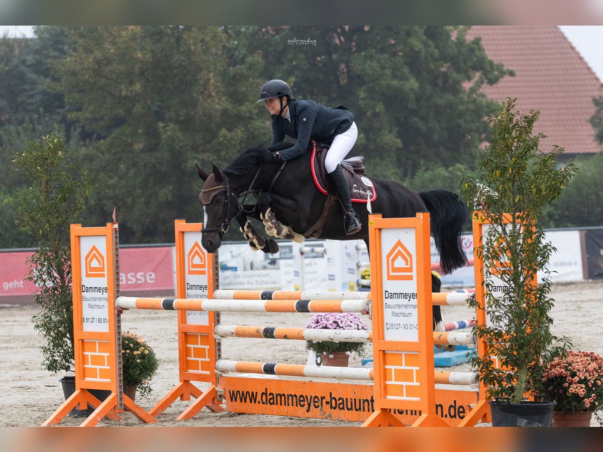 Oldenburger Springpaard Merrie 5 Jaar 163 cm Zwartbruin in Hüttenrode