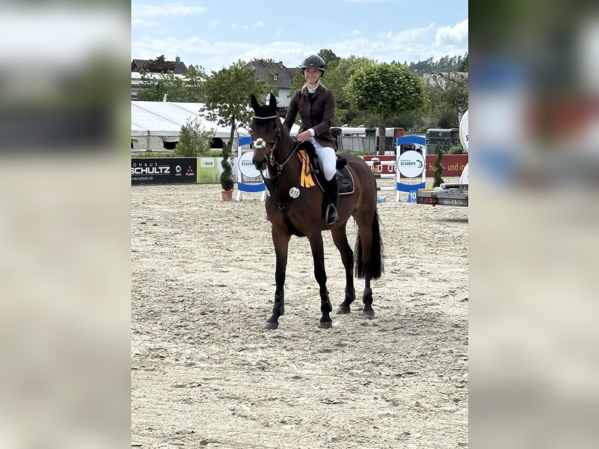 Oldenburger Springpaard Merrie 5 Jaar 164 cm Bruin in Rauschwitz