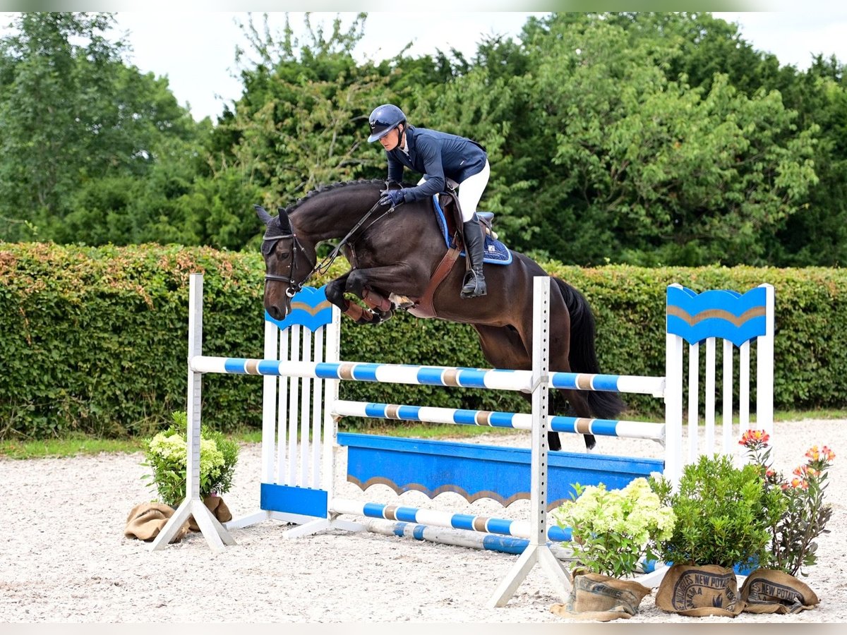 Oldenburger Springpaard Merrie 5 Jaar 164 cm Zwartbruin in WardenburgWardenburg