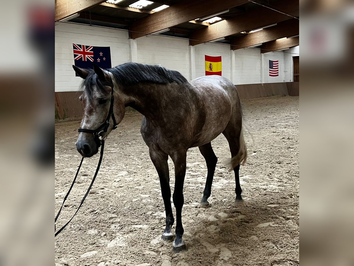 Oldenburger Springpaard Merrie 5 Jaar 165 cm in Kutenholz