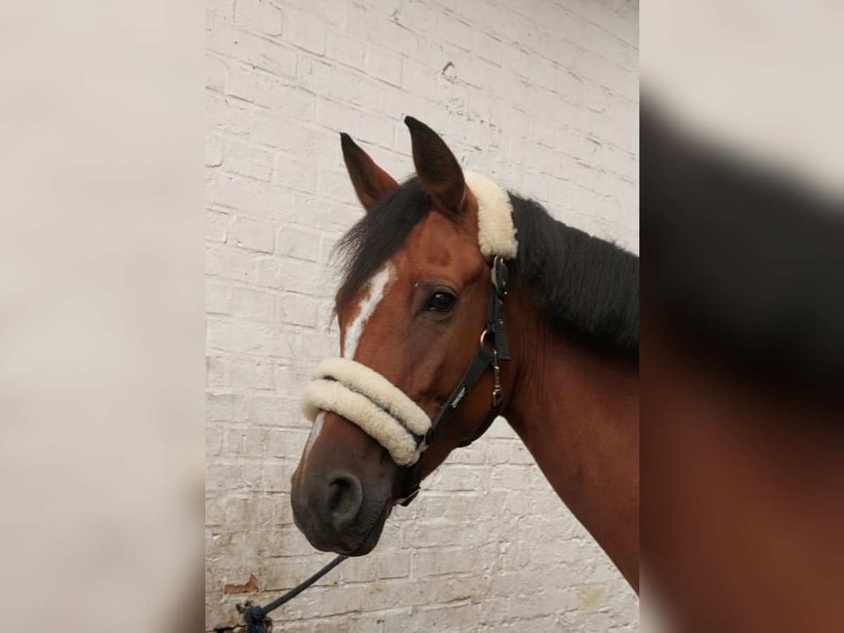 Oldenburger Springpaard Merrie 5 Jaar 167 cm Bruin in Braunschweig