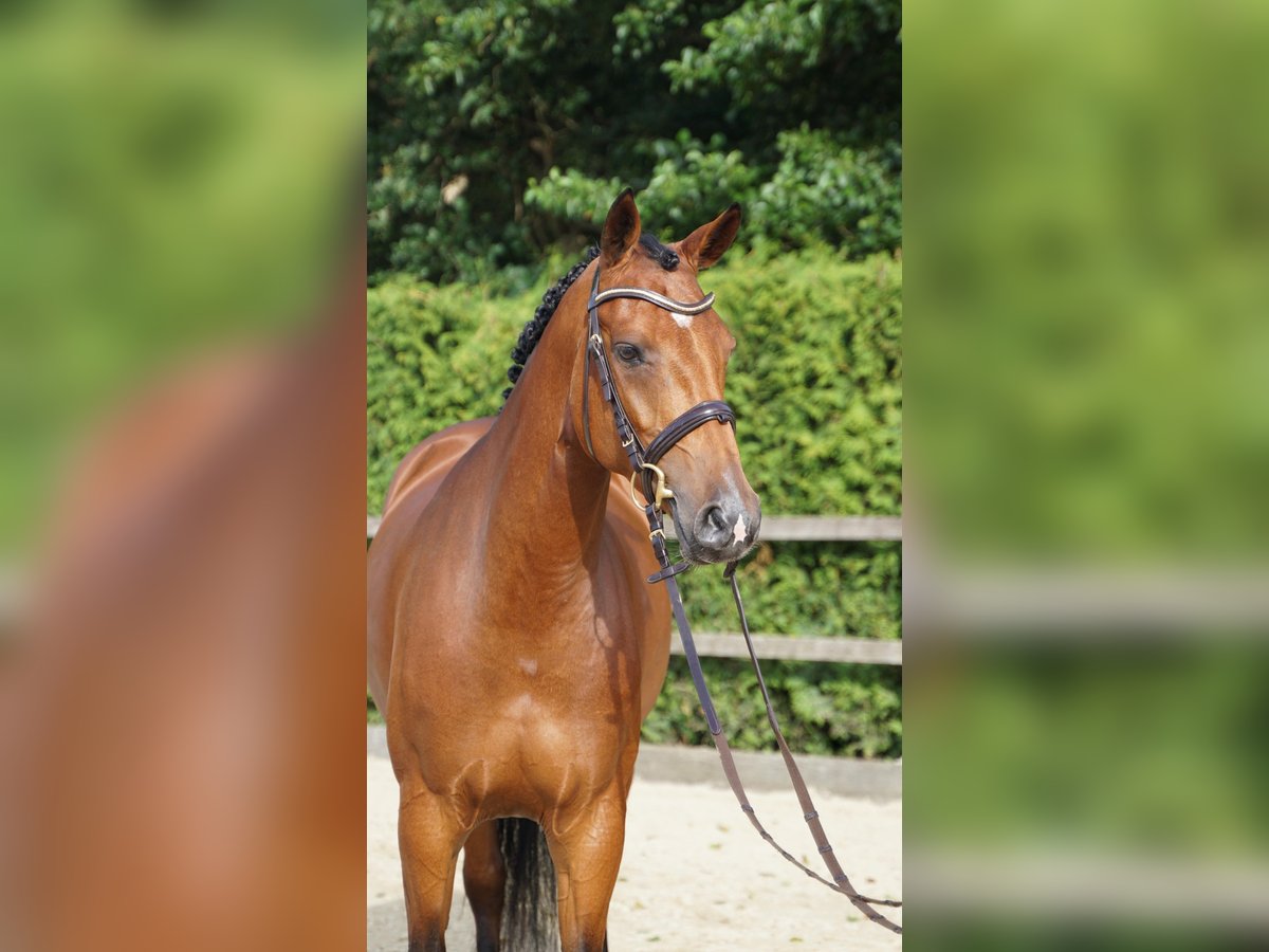 Oldenburger Springpaard Merrie 5 Jaar 167 cm Bruin in Lohne (Oldenburg)