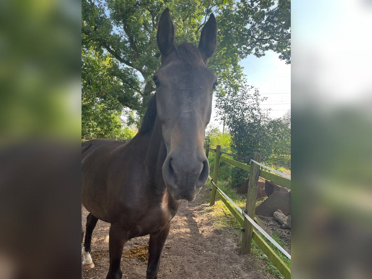 Oldenburger Springpaard Merrie 5 Jaar 168 cm Donkerbruin in Damme