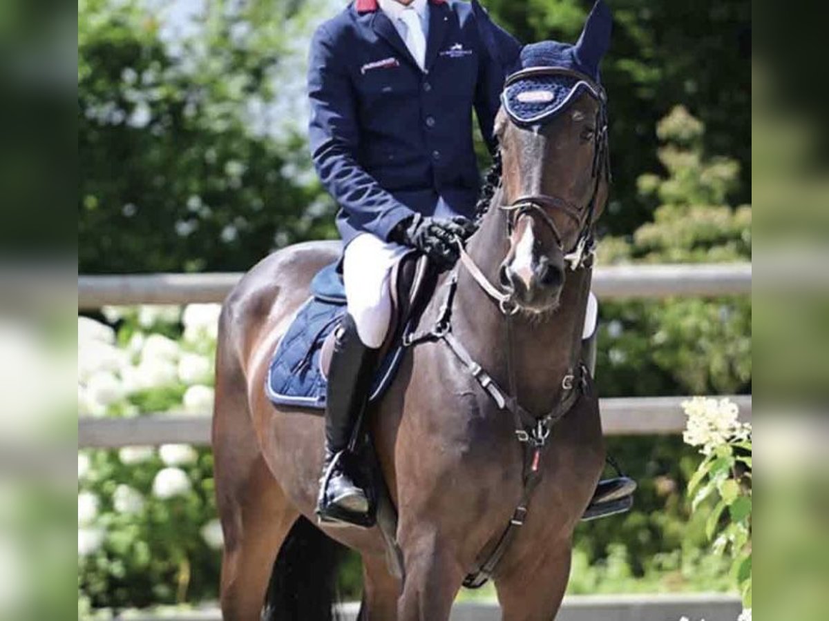 Oldenburger Springpaard Merrie 5 Jaar 168 cm Donkerbruin in Ganderkesee