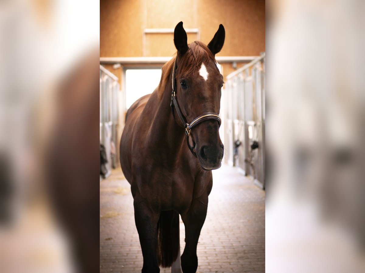 Oldenburger Springpaard Merrie 5 Jaar 170 cm Donkere-vos in Dinkelsbühl