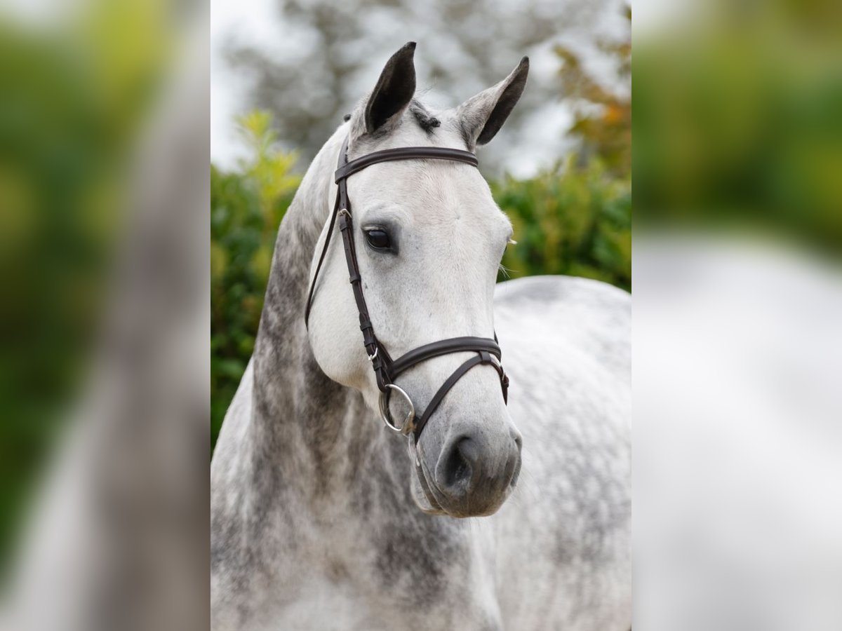 Oldenburger Springpaard Merrie 5 Jaar 170 cm Schimmel in Kinrooi