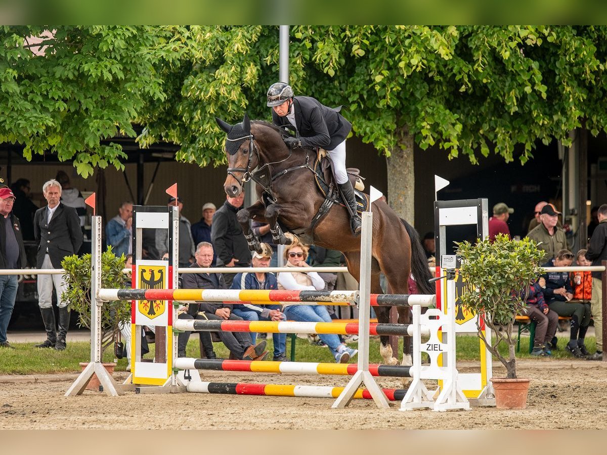 Oldenburger Springpaard Merrie 5 Jaar 171 cm Donkerbruin in Braunsbedra