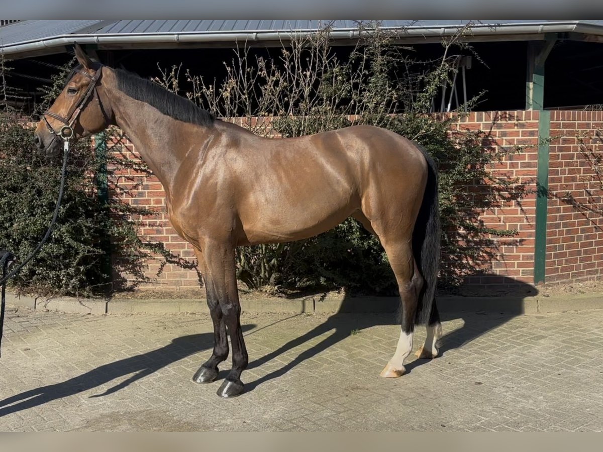 Oldenburger Springpaard Merrie 5 Jaar 172 cm Bruin in Nettetal