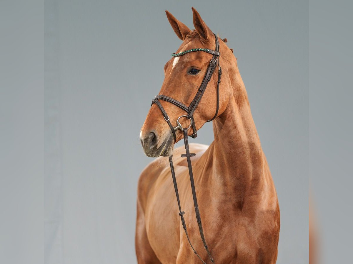 Oldenburger Springpaard Merrie 5 Jaar 176 cm Vos in Münster-Handorf