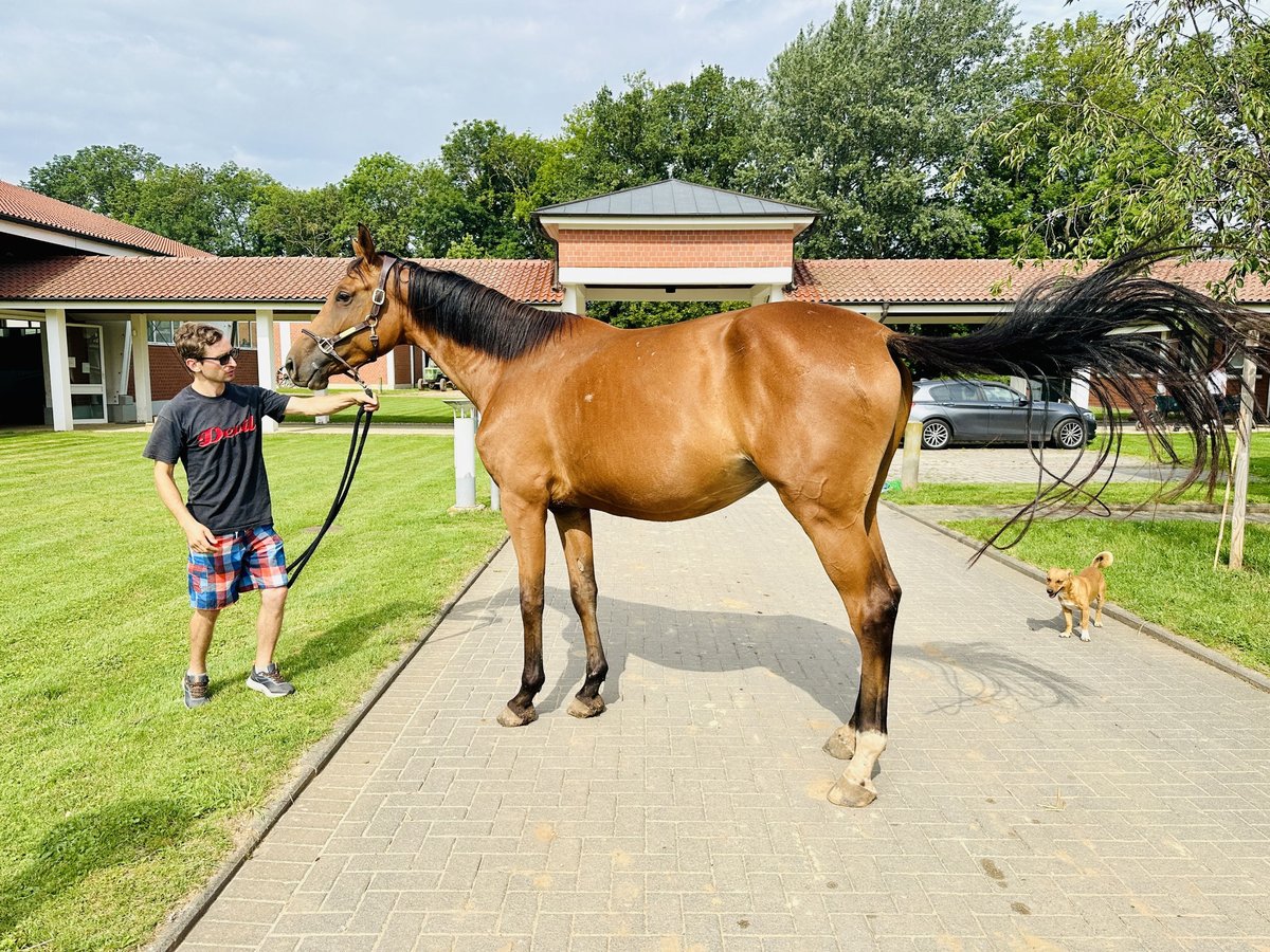 Oldenburger Springpaard Merrie 5 Jaar Bruin in Zülpich