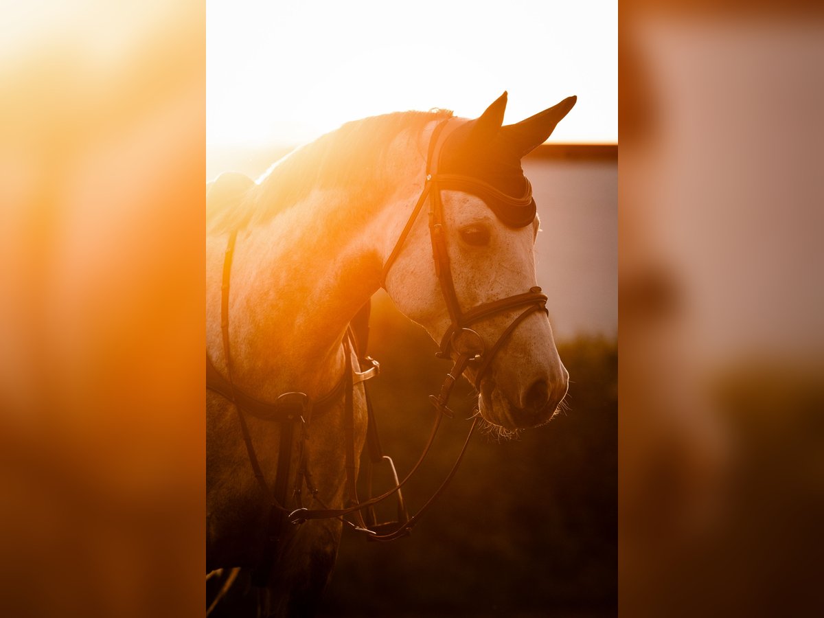 Oldenburger Springpaard Merrie 6 Jaar 165 cm Appelschimmel in Mannheim