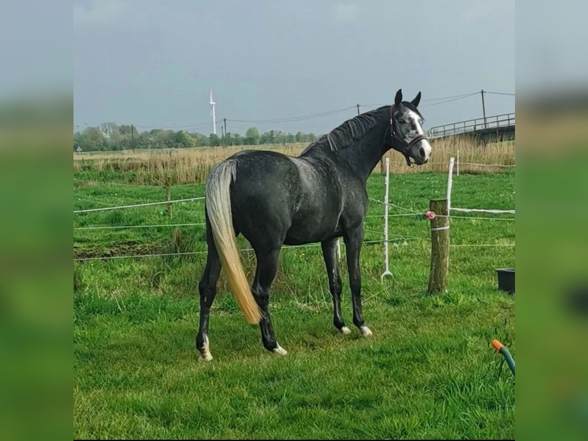 Oldenburger Springpaard Merrie 6 Jaar 170 cm Appelschimmel in Hinte