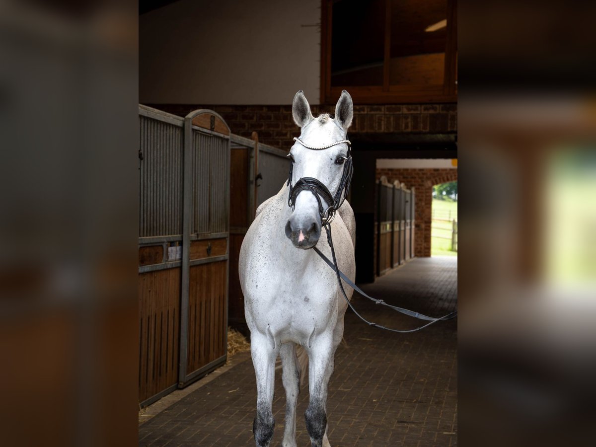 Oldenburger Springpaard Merrie 6 Jaar 170 cm Schimmel in Bonefeld