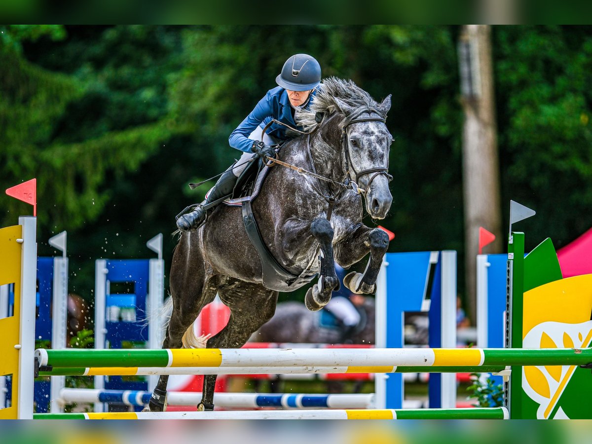 Oldenburger Springpaard Merrie 6 Jaar 172 cm Schimmel in Tuhan