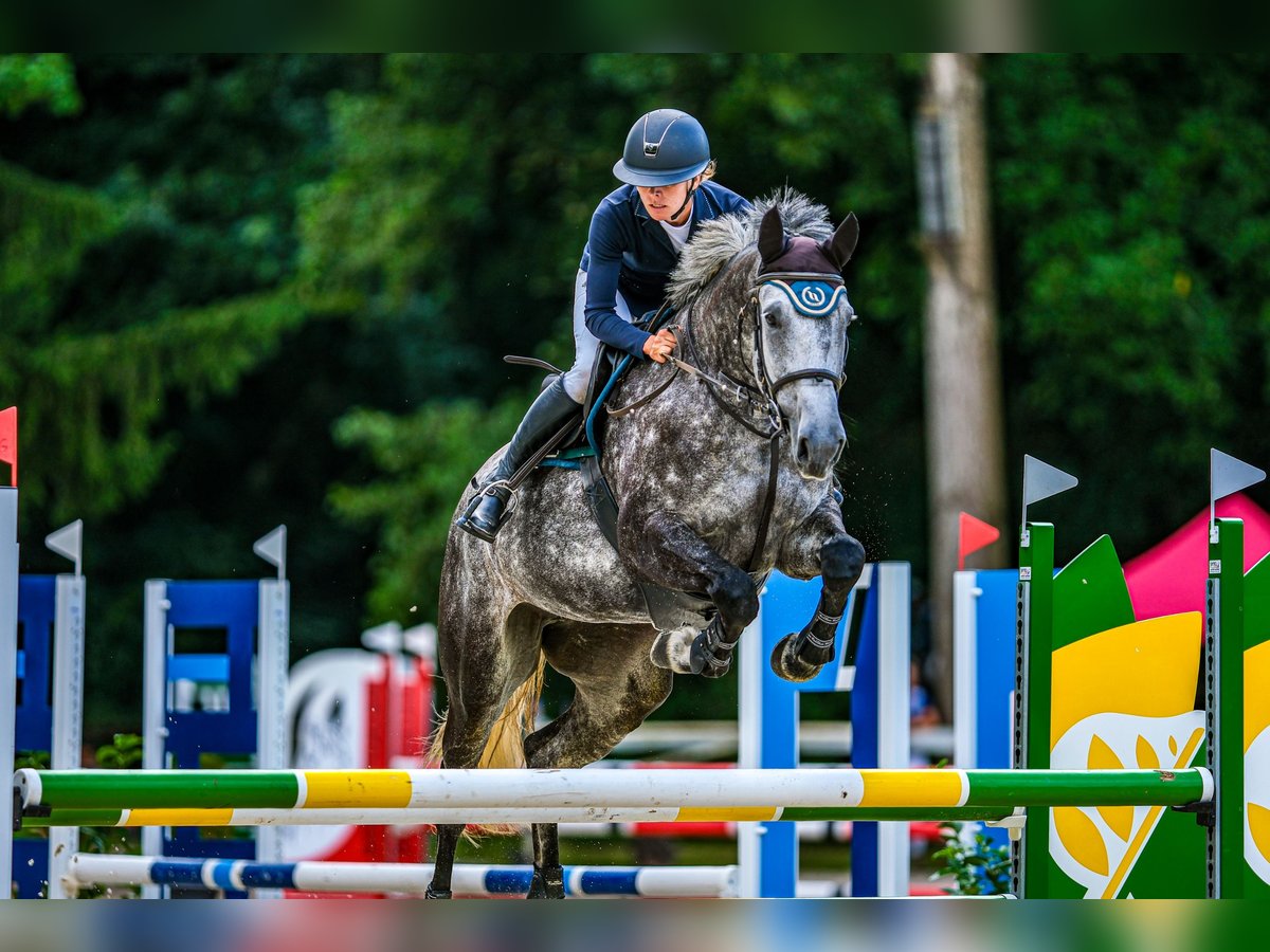 Oldenburger Springpaard Merrie 6 Jaar 175 cm Schimmel in Obrok