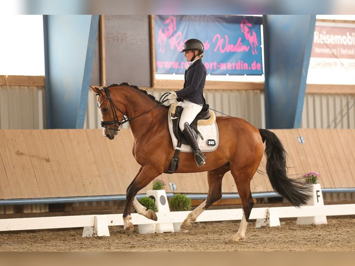Oldenburger Springpaard Merrie 7 Jaar 165 cm Bruin in Minden