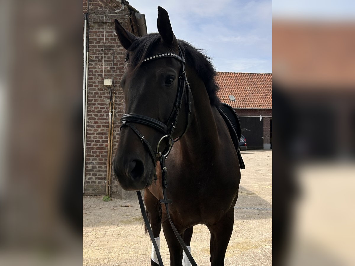 Oldenburger Springpaard Merrie 7 Jaar 165 cm Zwartbruin in Kevelaer