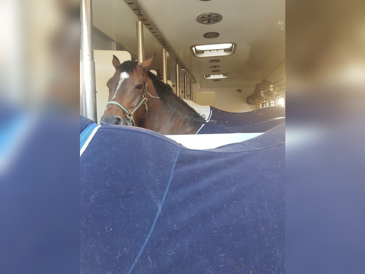 Oldenburger Springpaard Merrie 8 Jaar 167 cm Zwart in Oudsbergen