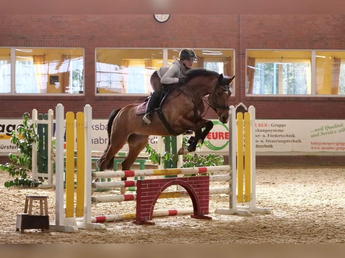 Oldenburger Springpaard Merrie 8 Jaar 168 cm Bruin in Merzen