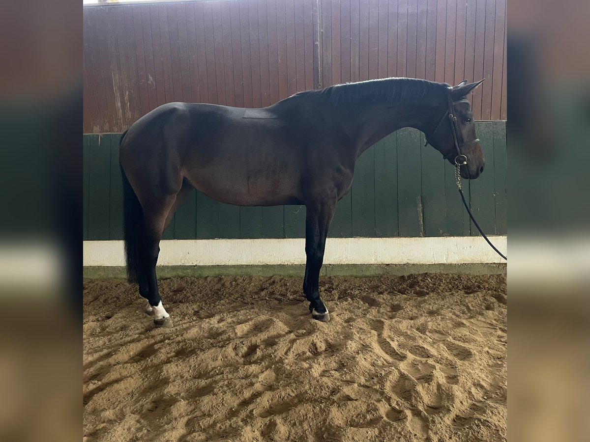 Oldenburger Springpaard Merrie 8 Jaar 168 cm Donkerbruin in Loßburg