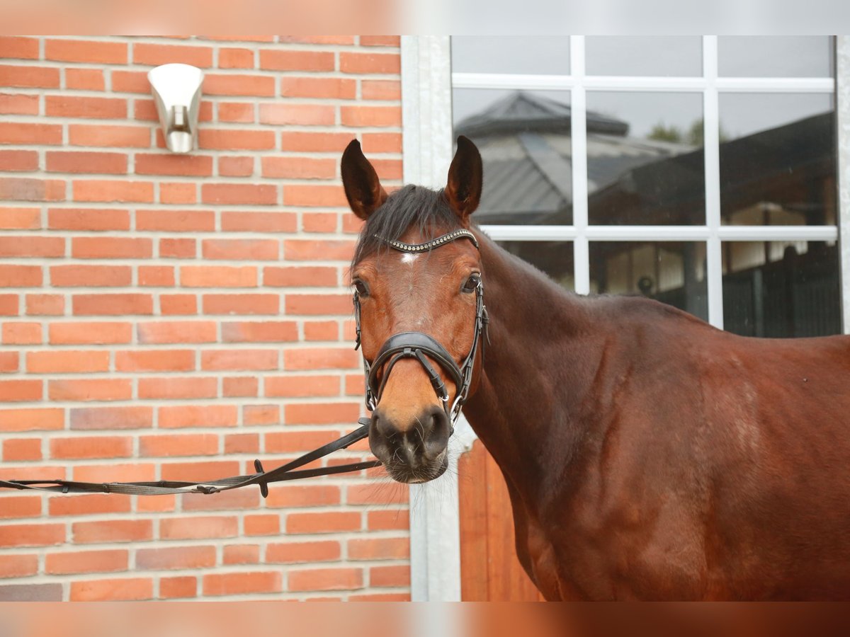 Oldenburger Springpaard Merrie 8 Jaar 172 cm Bruin in Heiden
