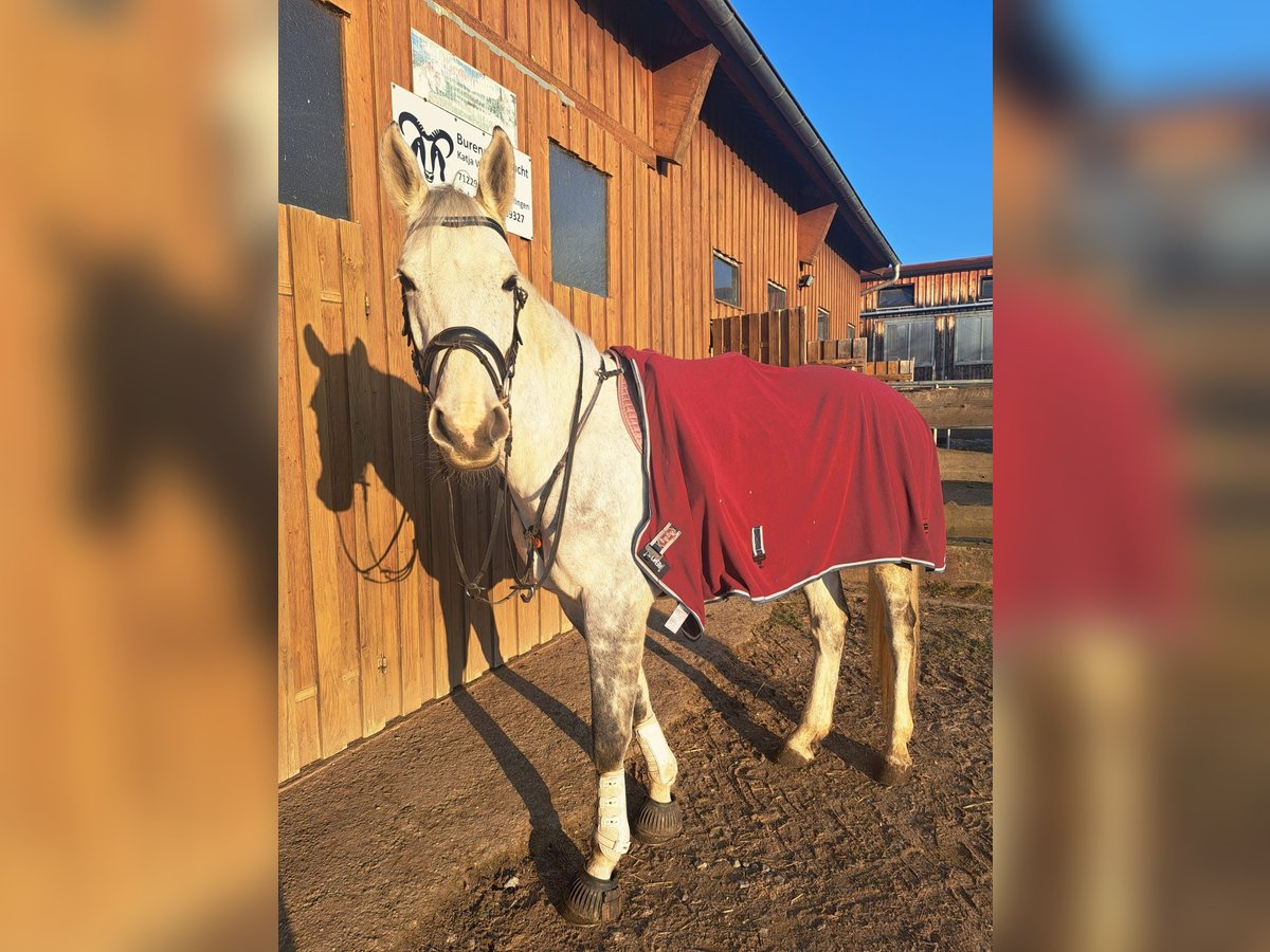 Oldenburger Springpaard Merrie 8 Jaar 173 cm Appelschimmel in Leonberg