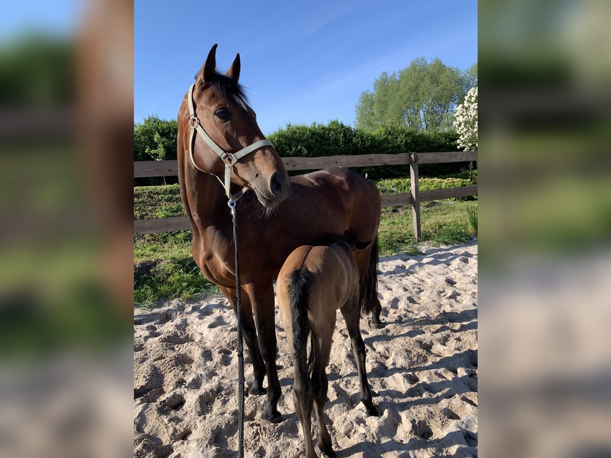 Oldenburger Springpaard Merrie 8 Jaar 174 cm Bruin in Hödingen